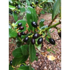 Laurus nobilis Laurus nobilis